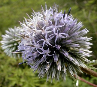 ����ͷEchinops latifolius Tausch