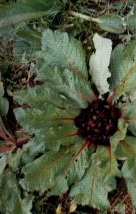 ��ľ��Vladimiria souliei (Franch.) Ling