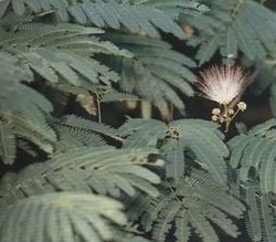 �ϻ���Albizia Julibrissin Durazz.