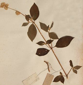 ��ţϥCyathula officinalis Kuan