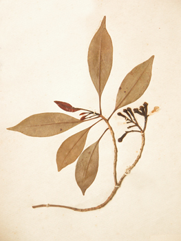 ����Syzygium aromaticum (L.) Merr.et Perry