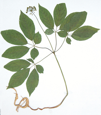 �˲�Panax ginseng C.A.Mey.