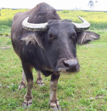 ˮţBubalus bubalis Linnaeus