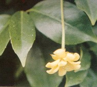 ������ζ��Schisandra sphenanthera Rehd��Et Wils��