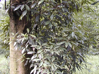 �˽�����Illicium verum Hook.f.