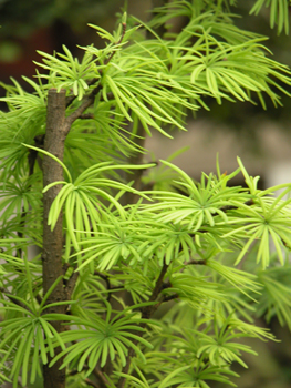 ��Ǯ��Pseudolarix kaempferi Gord.