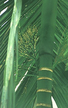����Areca catechu L.