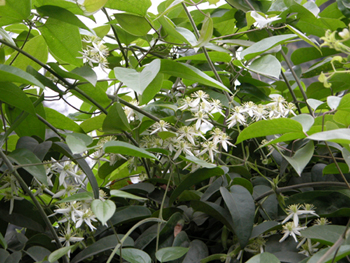 СľͨClematis armandii Franch.