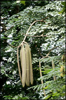 ľ����Oroxylum indicum (L.) Vent.