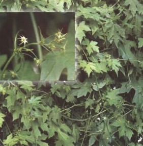 ����ĸBolbostemma paniculatum (Maxim.) Franquet