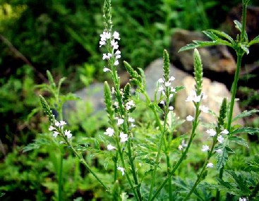 ���޲�Verbena officinalis L.