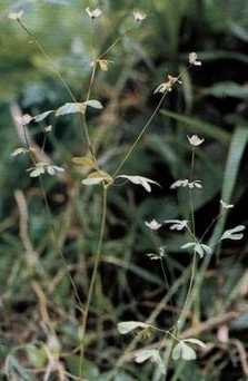 ���Semiaquilegia adoxoides (DC.) Makino