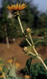 ��ľ��Inula helenium L.