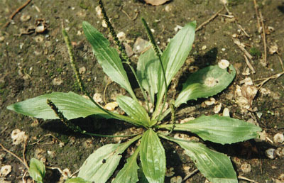 ��ǰPlantago asiatica L.