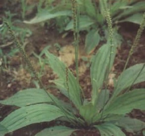 ƽ��ǰPlantago depressa Willd.