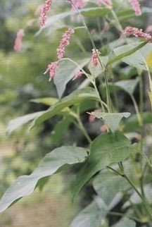 ��ޤPolygonum orientale L.