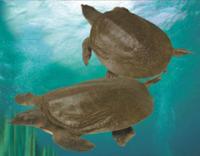 �л���Trionyx sinensis Wiegmann
