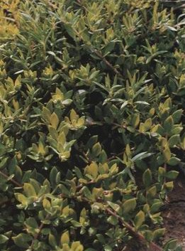 �����Sedum sarmentosum Bunge