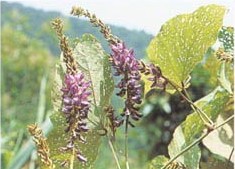 Ұ��Pueraria lobata (Willd��) Ohwi
