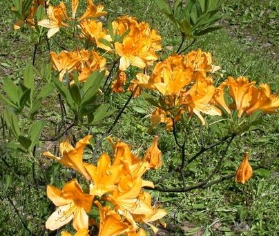 ������Rhododendron molle G.Don
