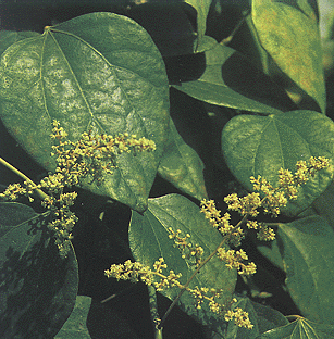 ����Sinomenium acutum (Thunb.) Rehd.et Wils.