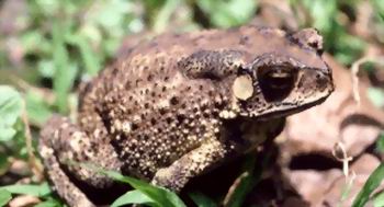 �л������Bufo bufo gargarizans Cantor