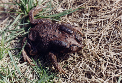 �ڿ����Bufo melanostictus Schneider