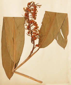 �������Alpinia galanga Willd.
