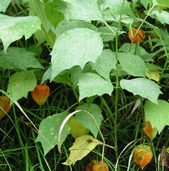 �ὬPhysalis alkekengi L. var��Franchetii(Mast.)Makino