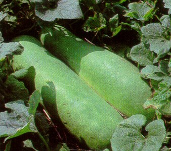 ����Benincasa hispida (Thunb��) Cogn��