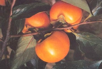 ��Diospyros kaki Thunb.