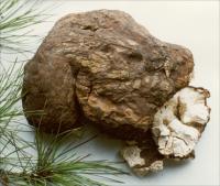 ����Poria cocos (Schw.) Wolf