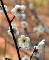 ÷Prunus mume (Sieb.) Sieb.et Zucc.