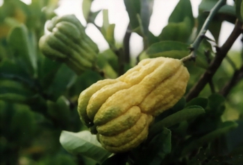 ����Citrus medica L��Var��Sarcodactylis (Noot.) Swingle