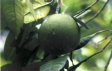 ��Citrus grandis (L.) Osbeck