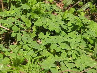 �౻������Anemone raddeana Regel