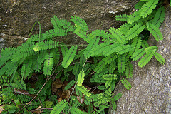 ������˼��Abrus cantoniensis hance