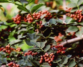 ����Zanthoxylum bungeanum Maxim.