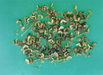 �ཷZanthoxylum schinifolium Sieb.et Zucc.