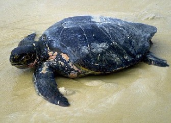 ����Chelonia mydas(Linnaeus).