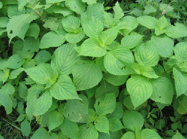����Perilla frutescens (L.) Britt.