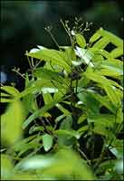 ���Cinnamomum cassia Presl