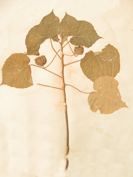 ����Abutilon theophrastii Medic.