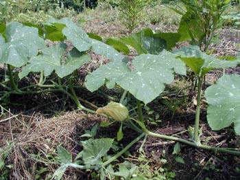 �Ϲ�Cucurbita moschata (Duch.) Poiret