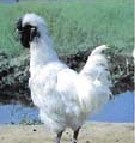�ڹǼ�Gallus gallus domesticus Brisson.