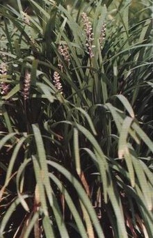 ������Liriope spicata(Thunb.)Lour.var.prolifera Y.T.Ma