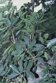 �ط�ƤIllicium difengpi K.I.B.et K.I.M.