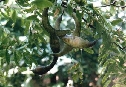 ����Gleditsia sinensis Lam.