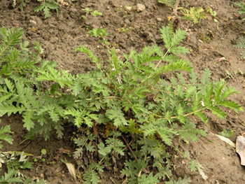 ί��Potentilla chinensis Ser.
