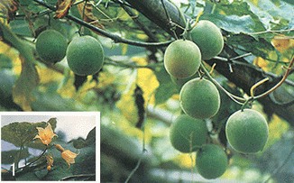 �޺���Monordica grosvenori Swingle